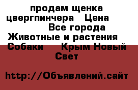 продам щенка цвергпинчера › Цена ­ 15 000 - Все города Животные и растения » Собаки   . Крым,Новый Свет